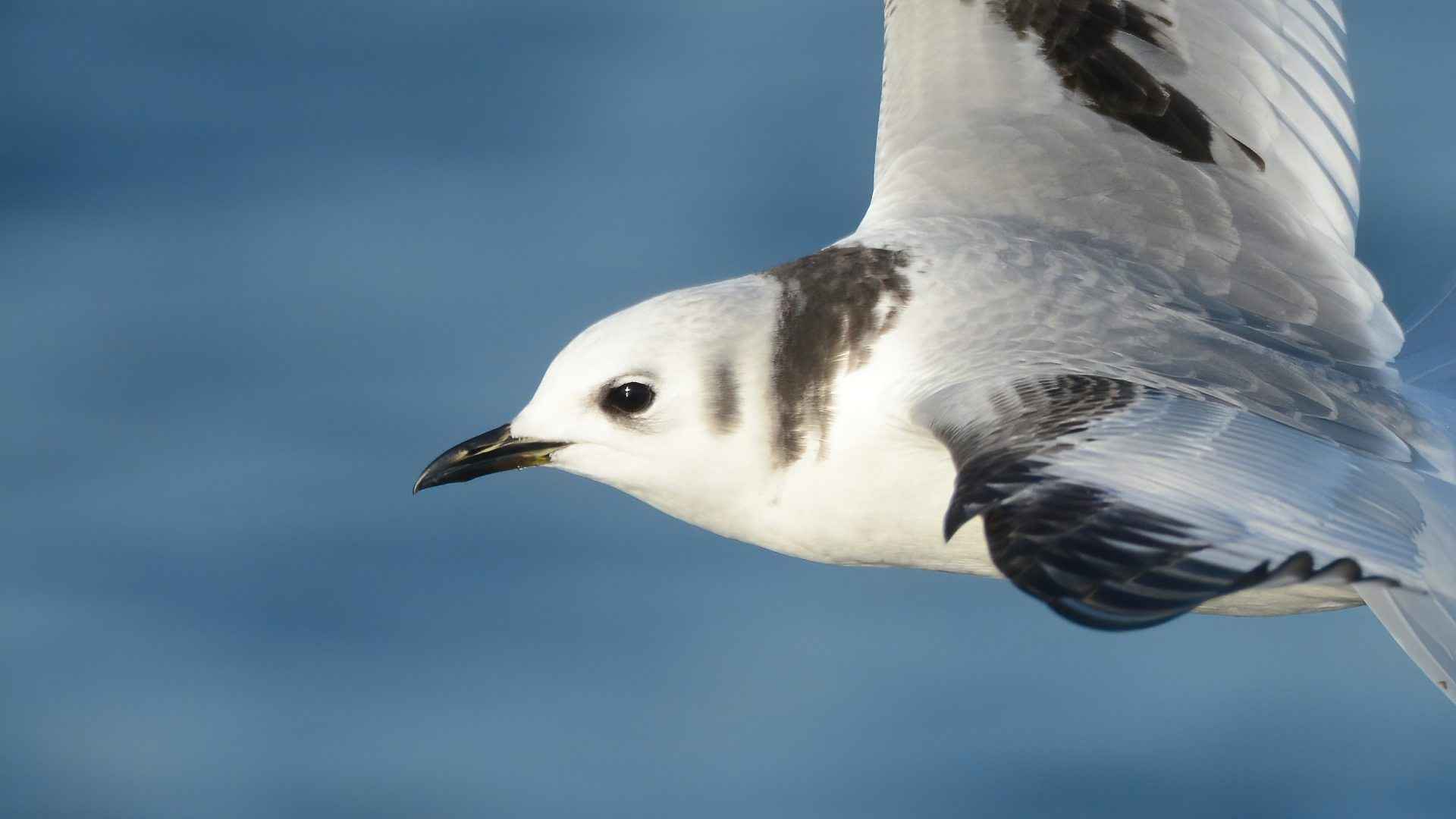 Black-legged Kittiwake